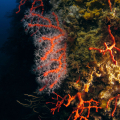 Snorkeling a Ischia: battesimo del mare