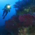 Snorkeling a Ischia: battesimo del mare
