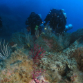 Snorkeling a Ischia: battesimo del mare